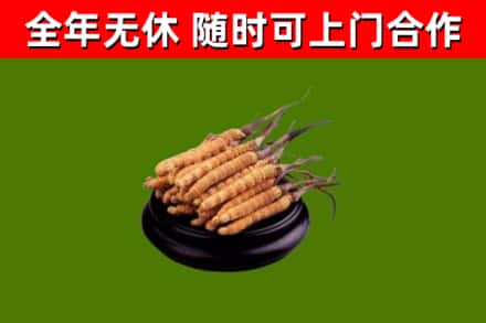 肇东市烟酒回收冬虫夏草.jpg