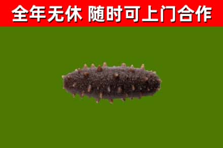 肇东市烟酒回收干海参.jpg